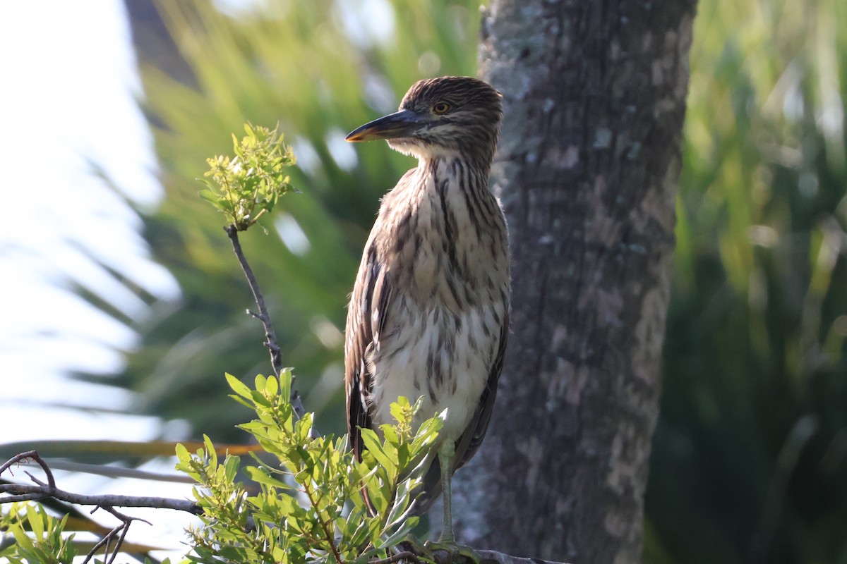 Black-crowned Night Heron - ML624560227