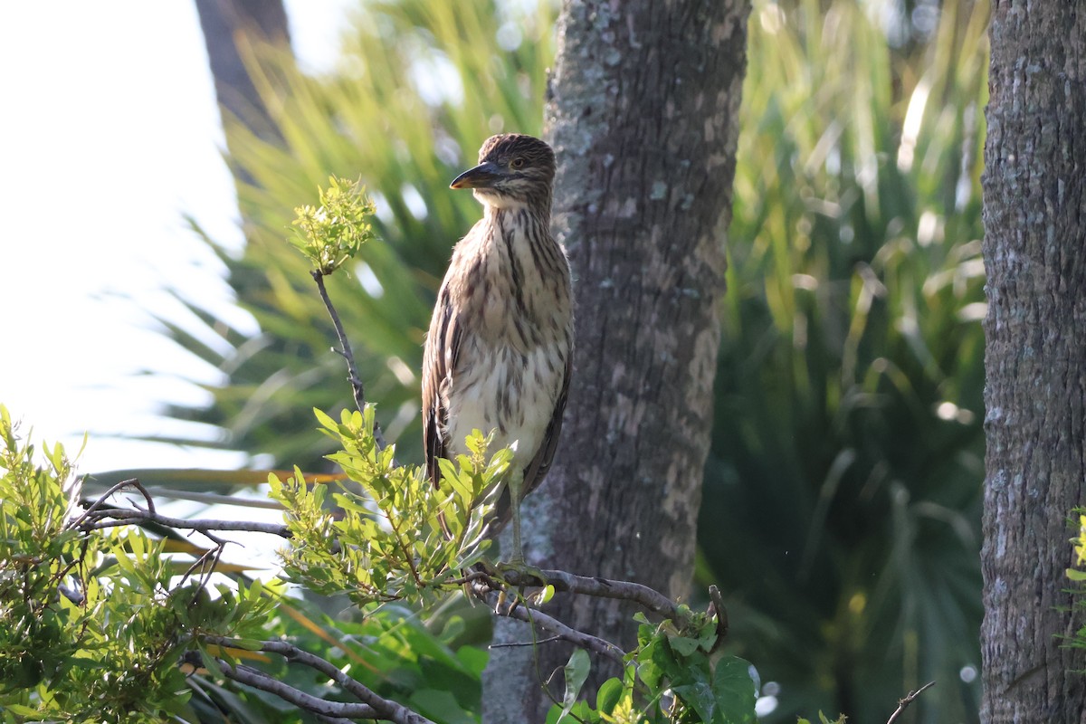 Black-crowned Night Heron - ML624560228