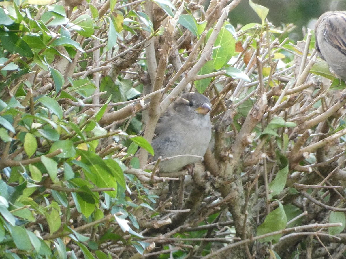 House Sparrow - ML624560253