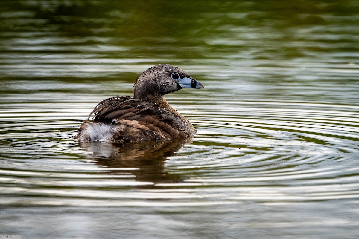 Pied-billed Grebe - ML624560258