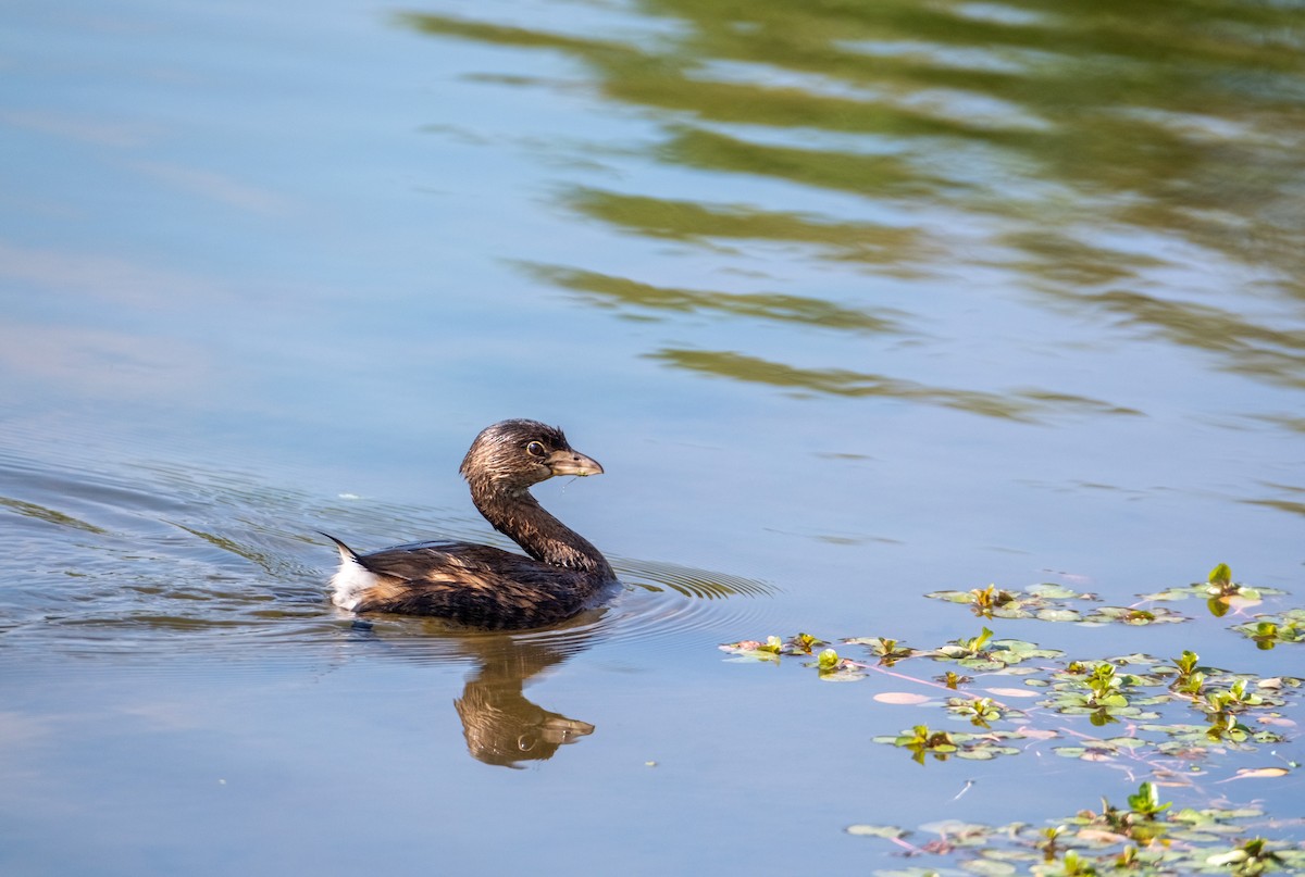 Pied-billed Grebe - ML624560320