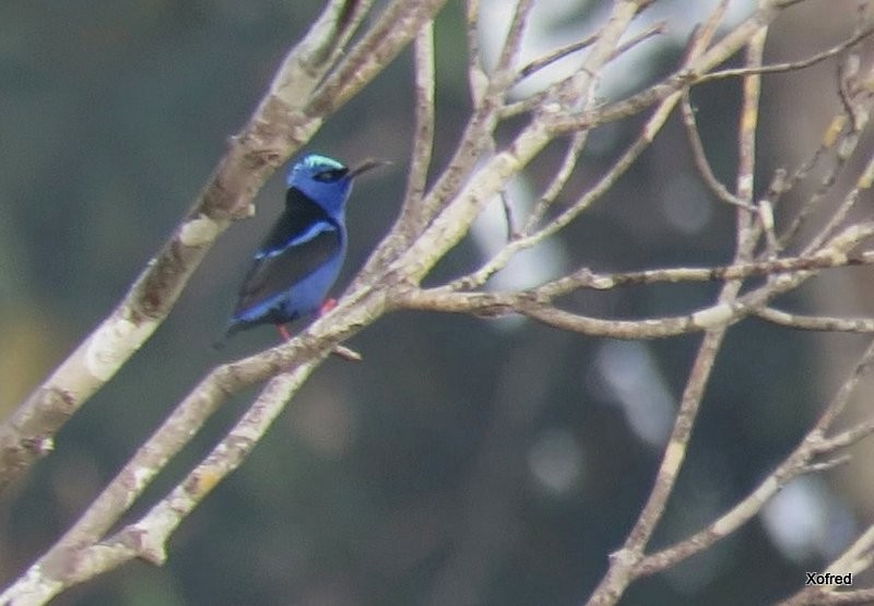 Red-legged Honeycreeper - ML624560358