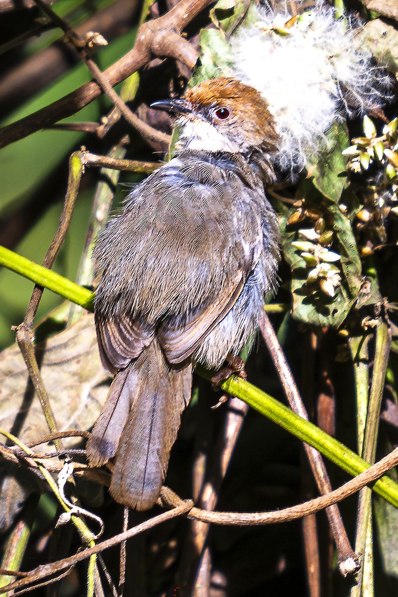 Chubb's Cisticola - ML624560386