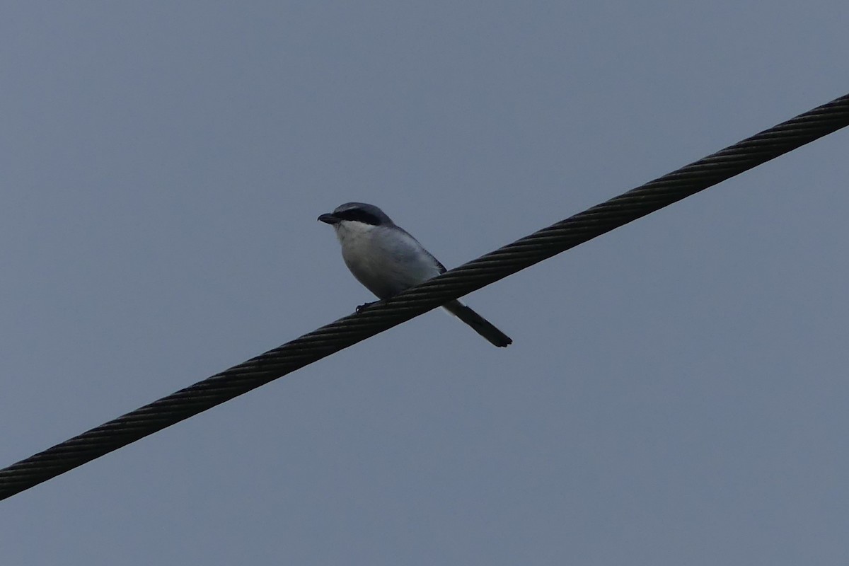 Loggerhead Shrike - ML624560387