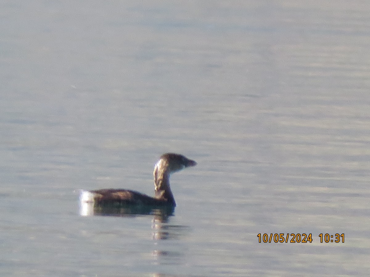 Pied-billed Grebe - ML624560416