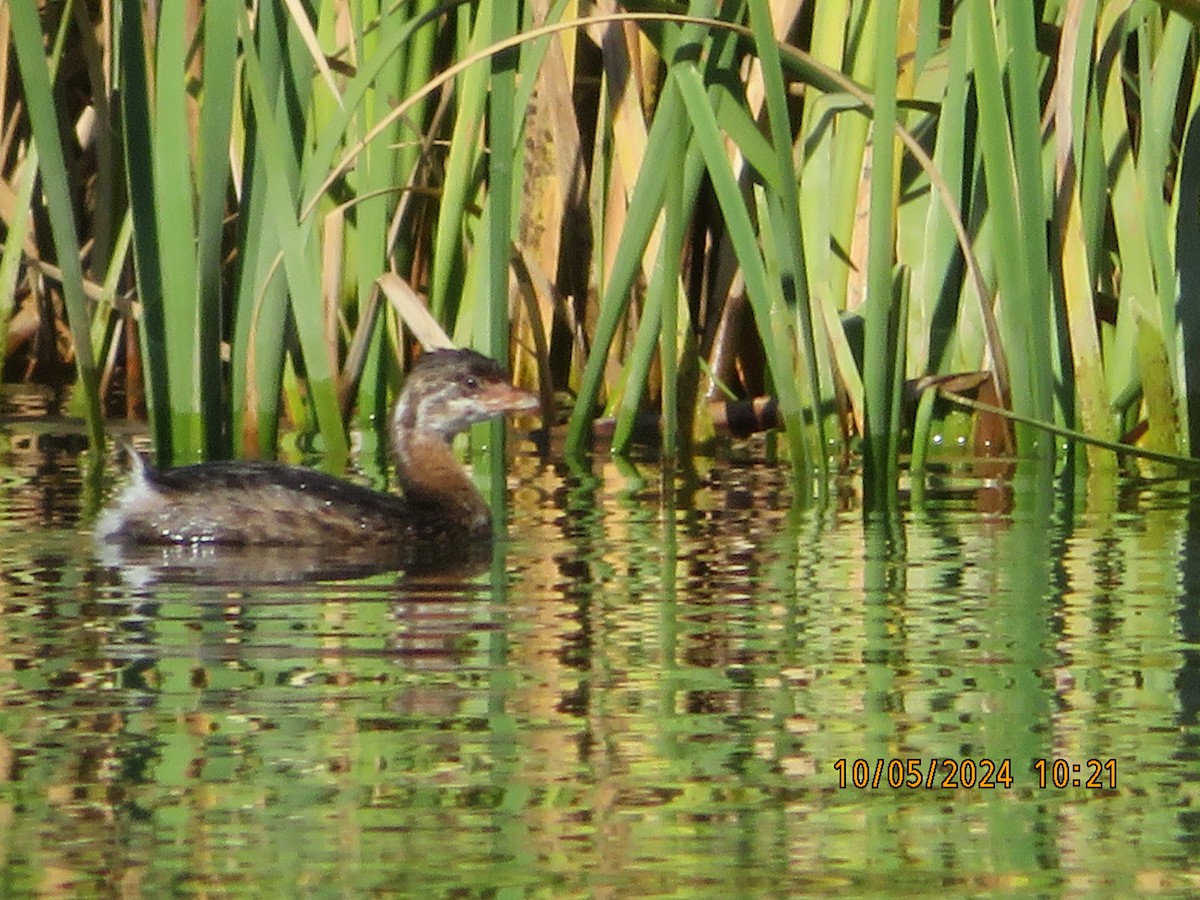 Pied-billed Grebe - ML624560438