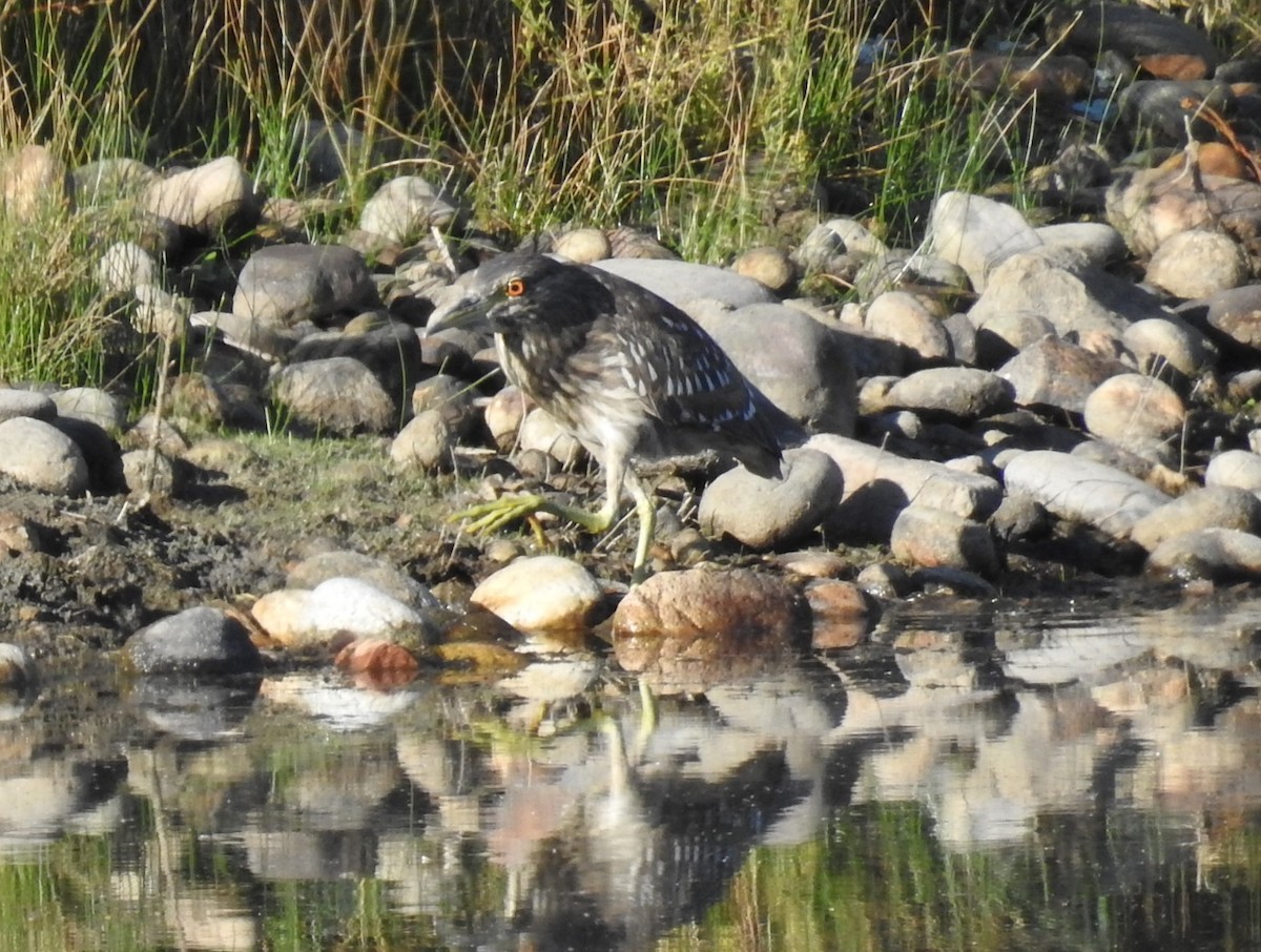 Black-crowned Night Heron - ML624560517