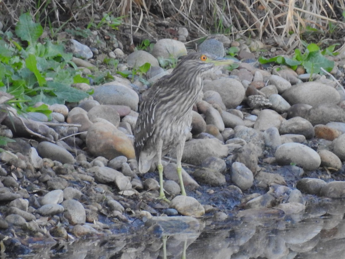 Black-crowned Night Heron - ML624560533