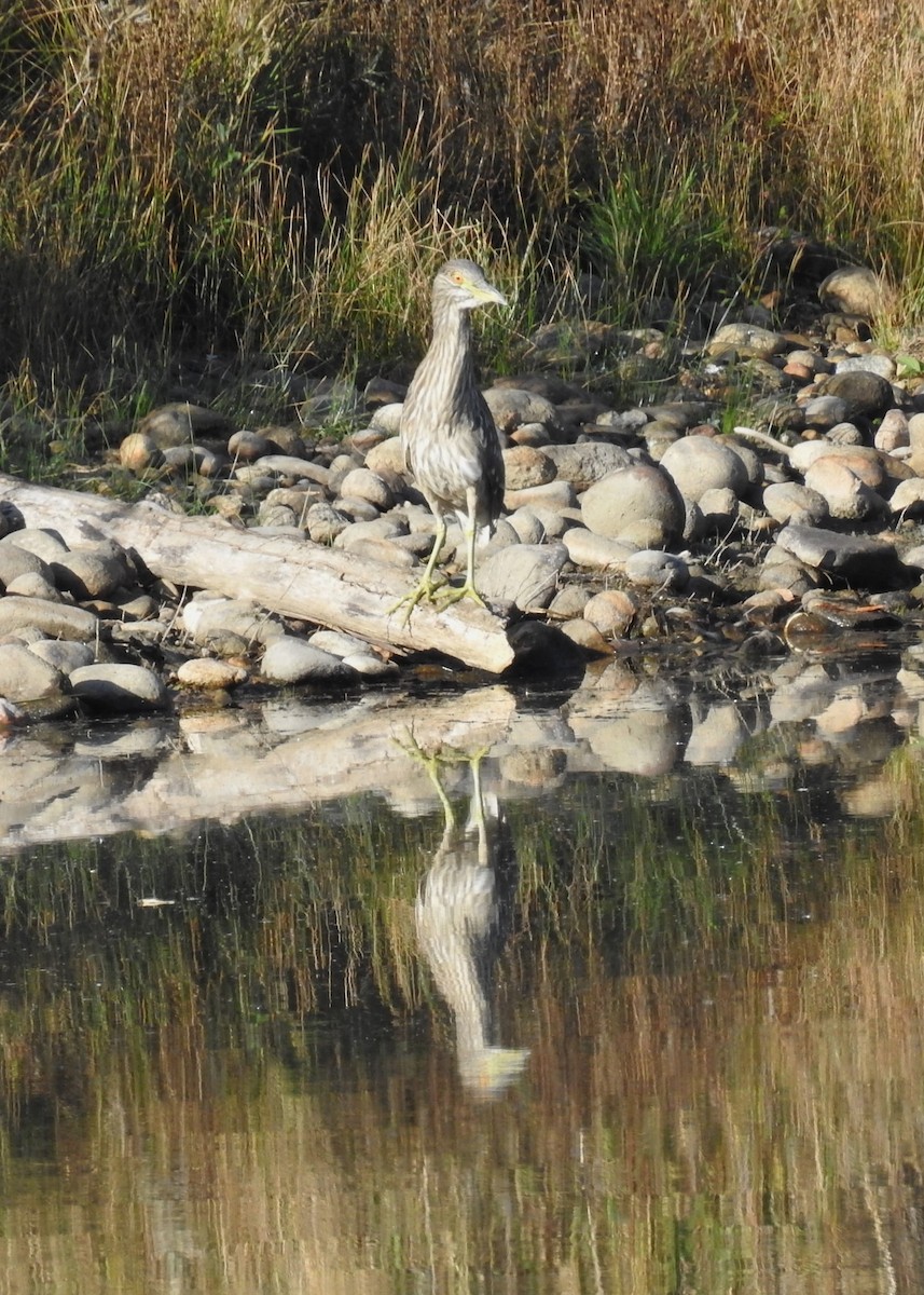 Black-crowned Night Heron - ML624560534