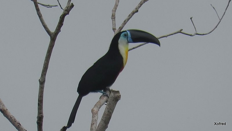 Channel-billed Toucan - ML624560538