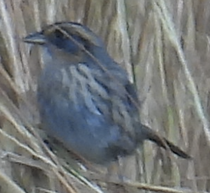 Saltmarsh Sparrow - ML624560545