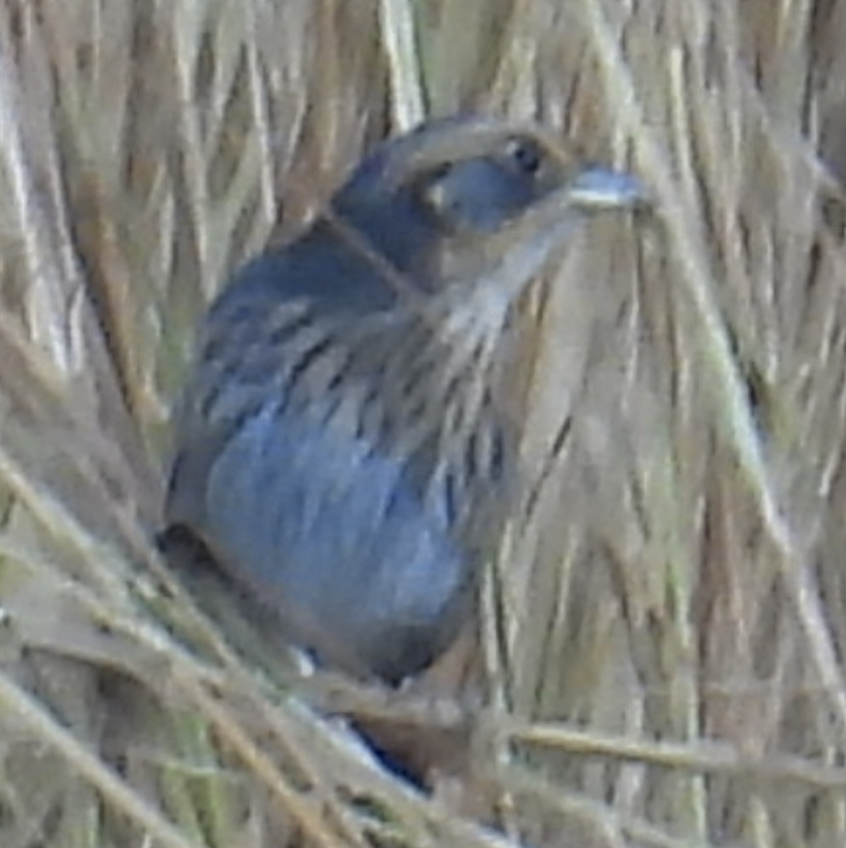 Saltmarsh Sparrow - ML624560546