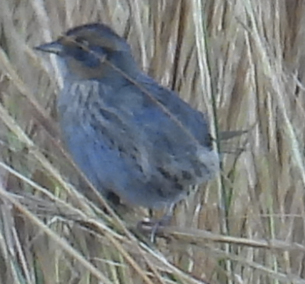 Saltmarsh Sparrow - ML624560547