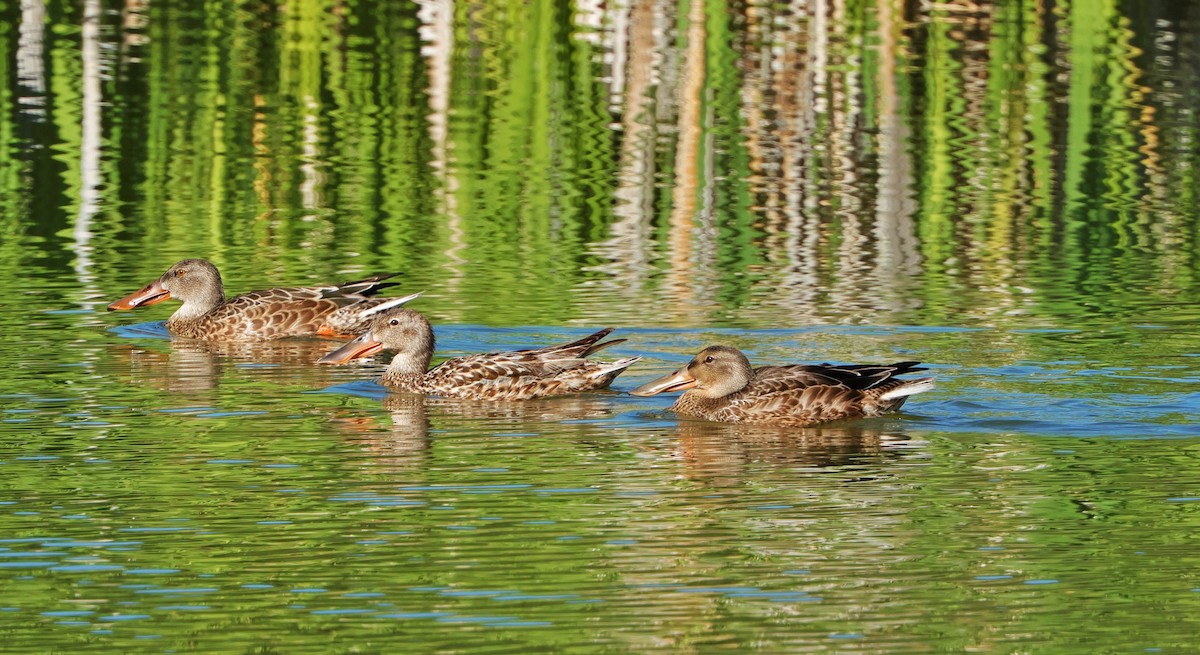 Northern Shoveler - Risë Foster-Bruder