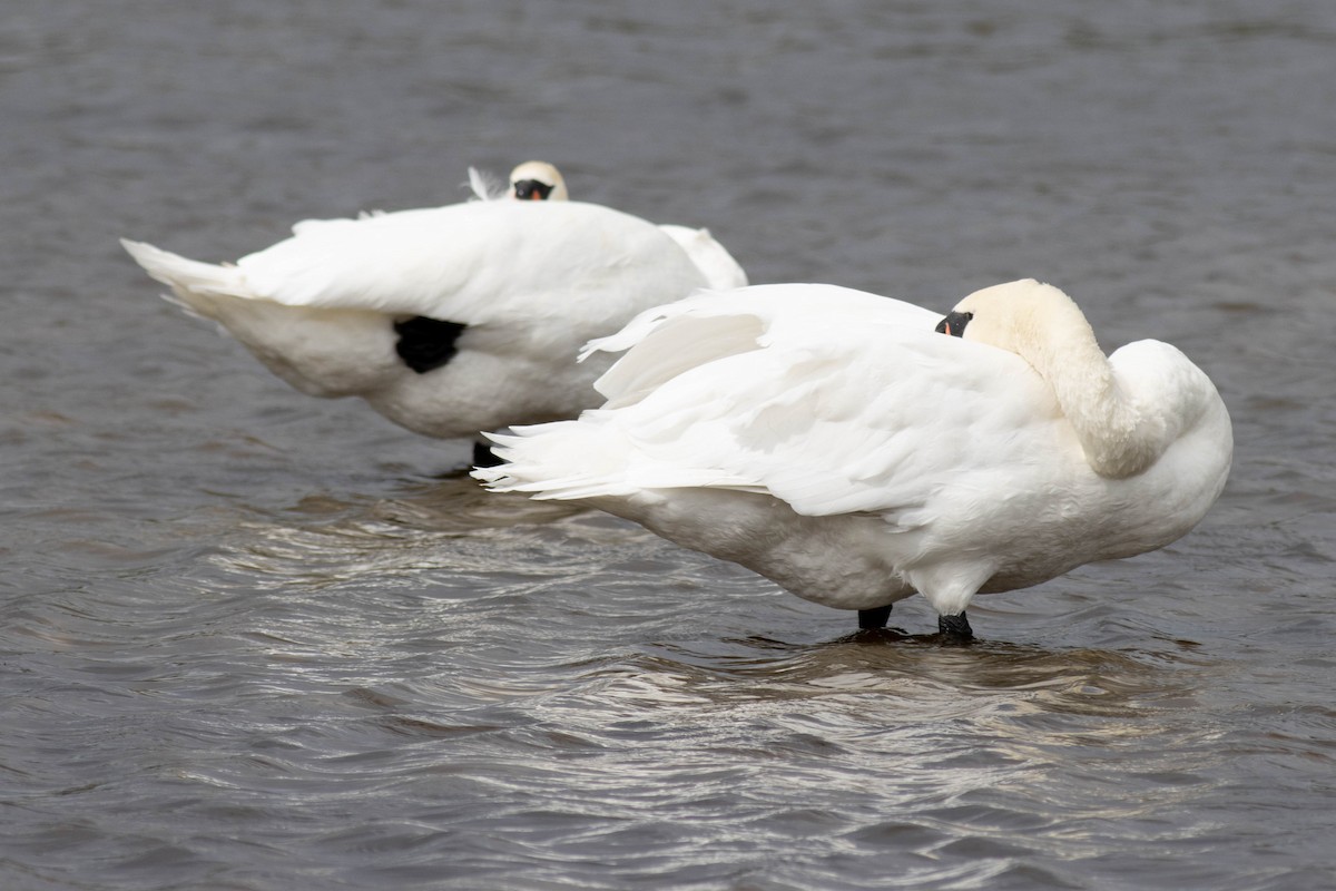 Mute Swan - Ed Vigezzi