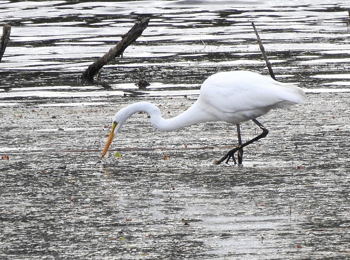 Цасч дэглий - ML624560574