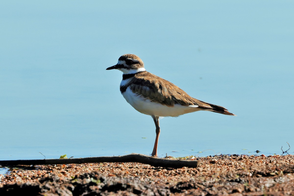 Killdeer - ML624560584