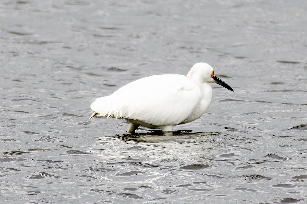 Snowy Egret - ML624560595