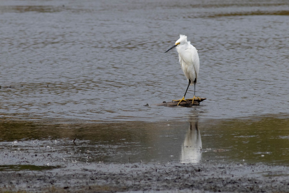 Snowy Egret - ML624560596