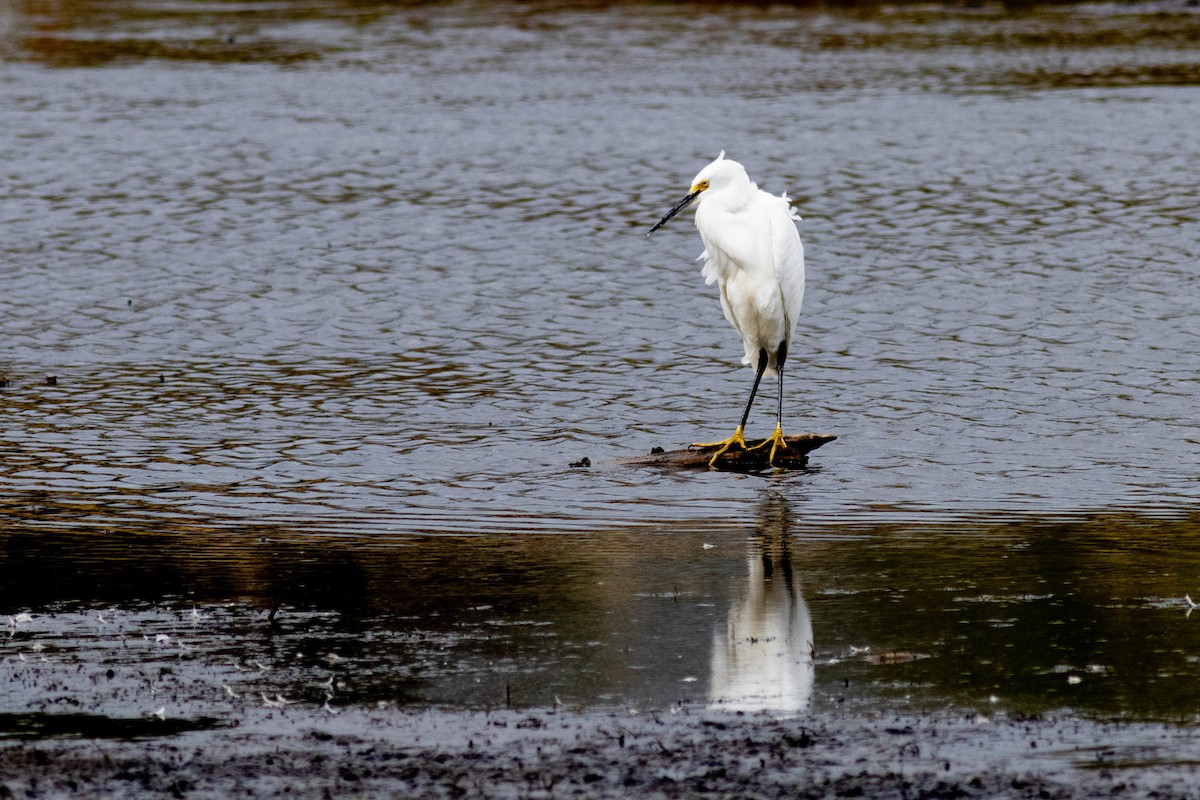 Snowy Egret - ML624560597