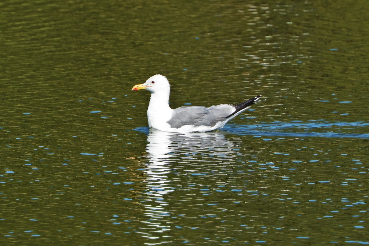 California Gull - ML624560602