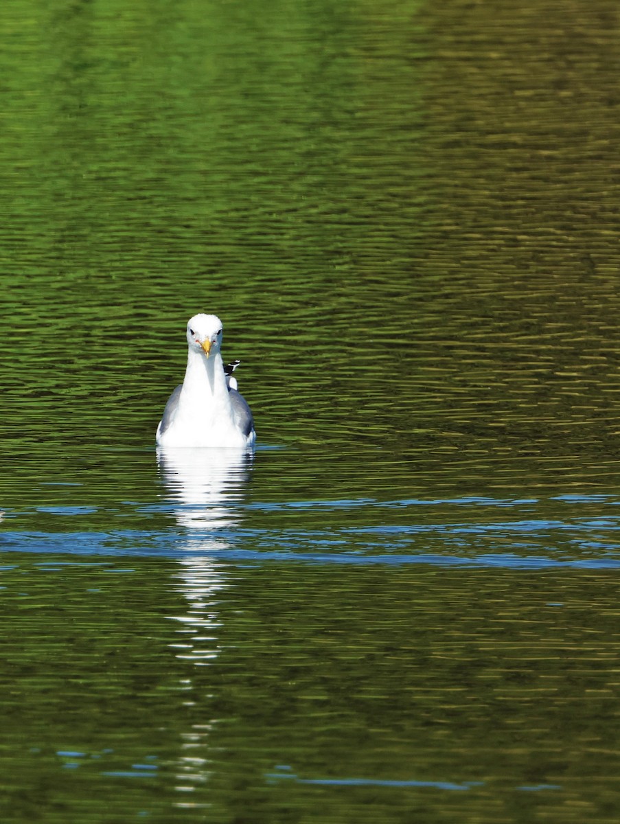 California Gull - ML624560603