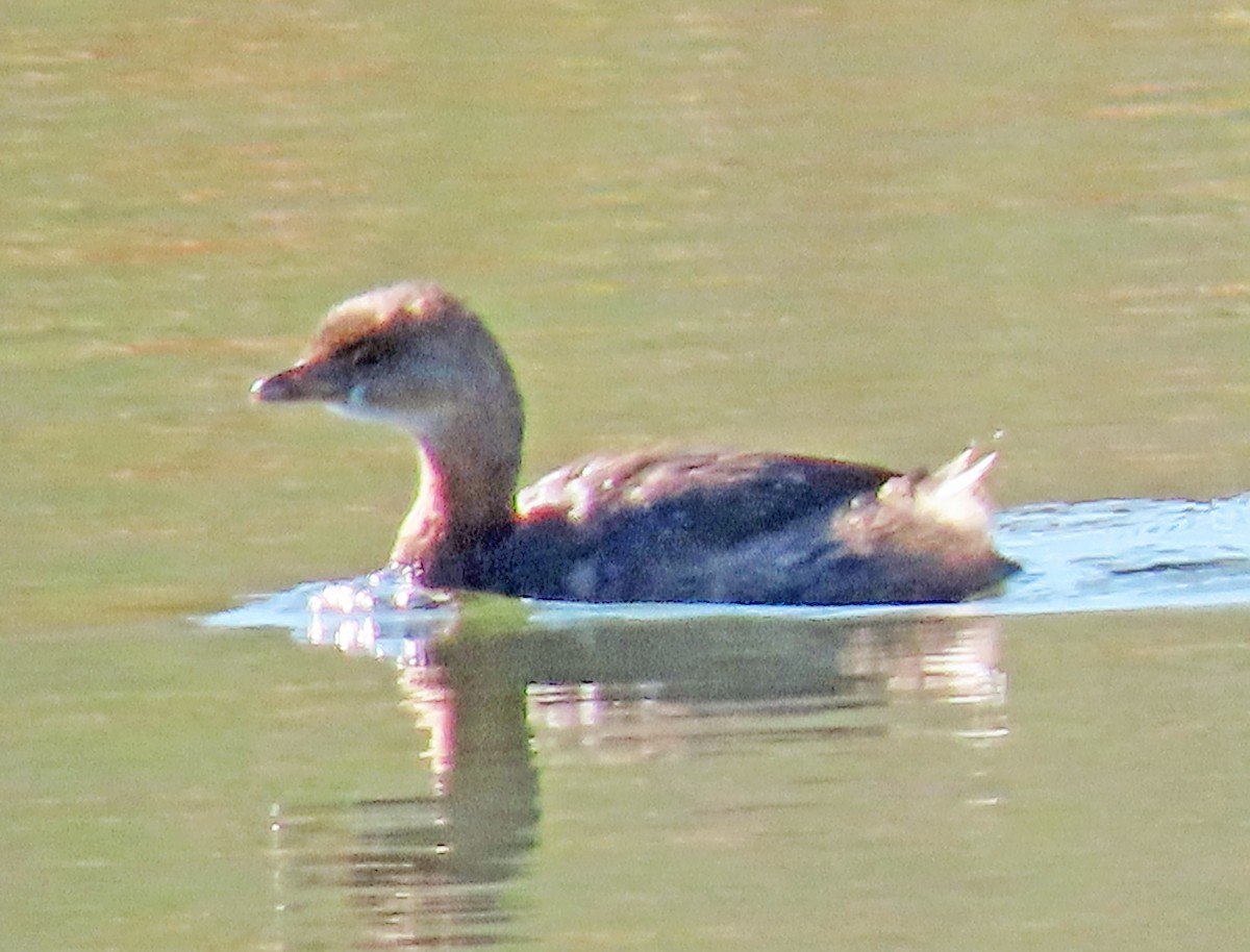 Pied-billed Grebe - ML624560608