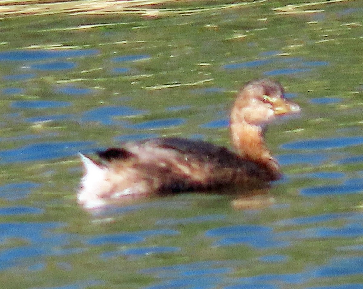 Pied-billed Grebe - ML624560609