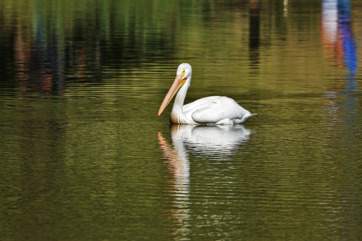 American White Pelican - ML624560623