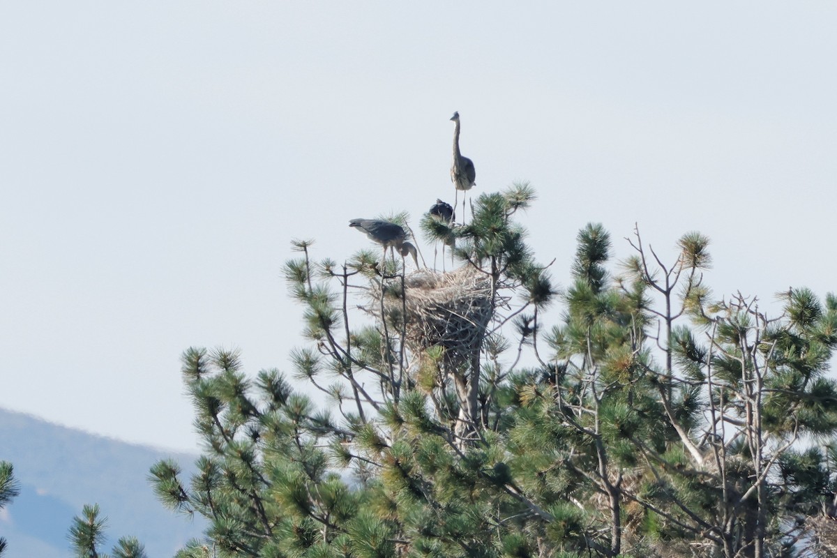 Great Blue Heron - ML624560635