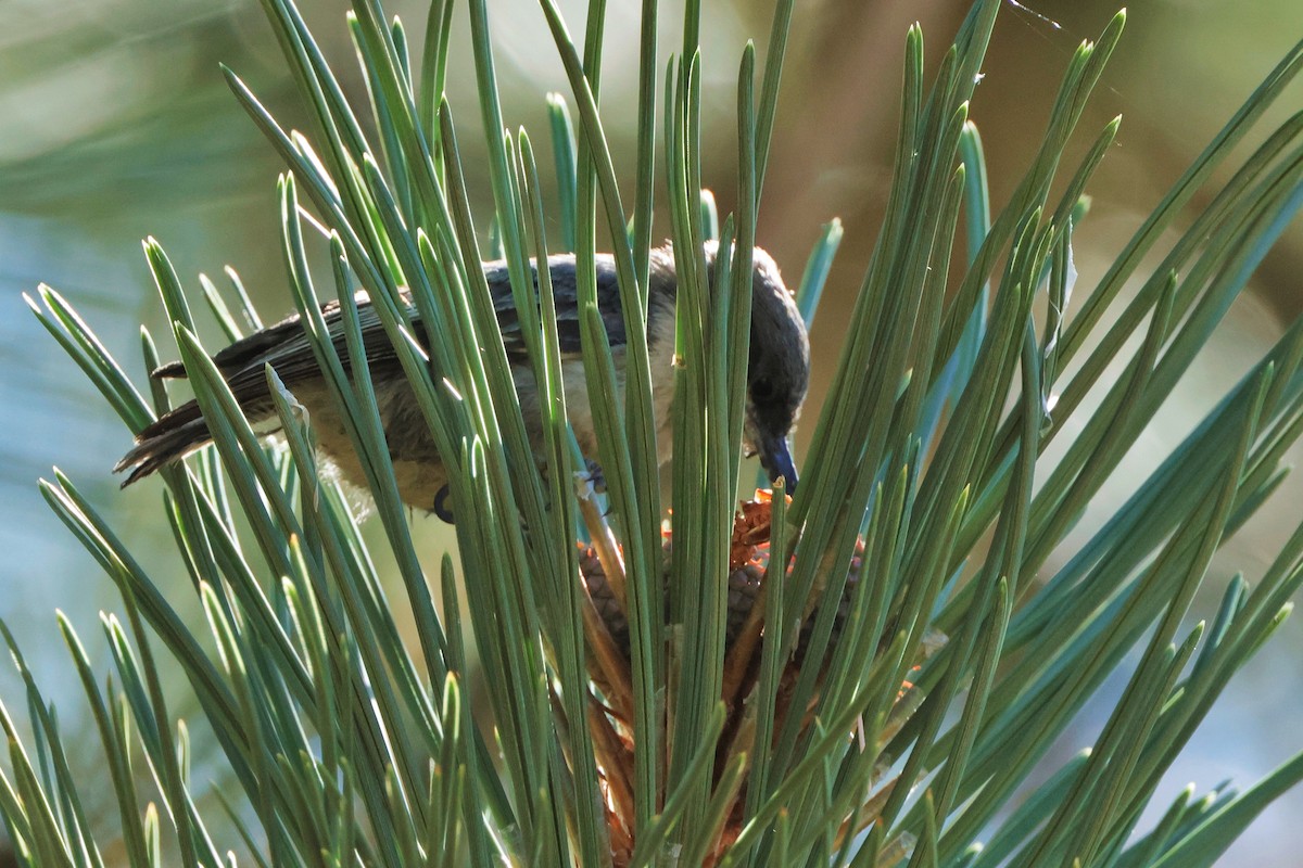 Pygmy Nuthatch - Risë Foster-Bruder