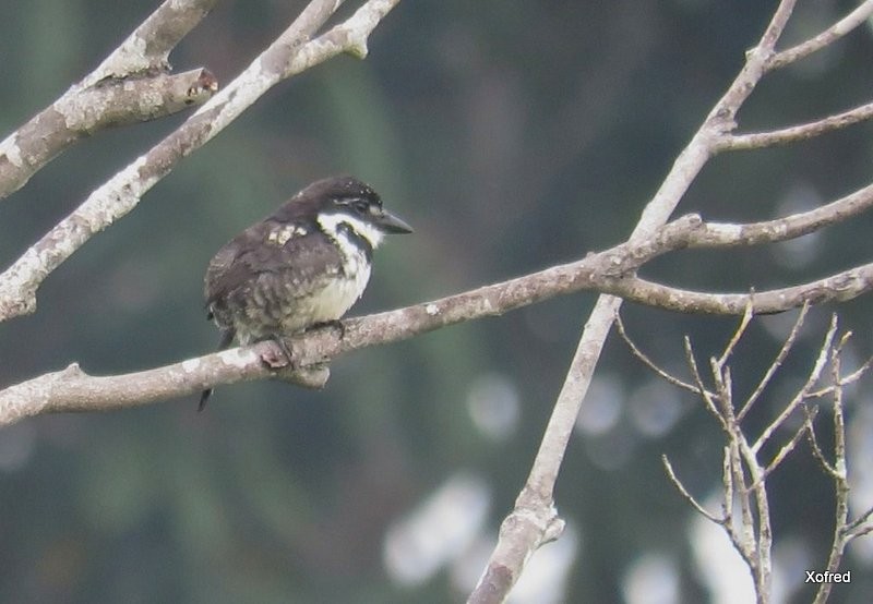 Pied Puffbird - ML624560667