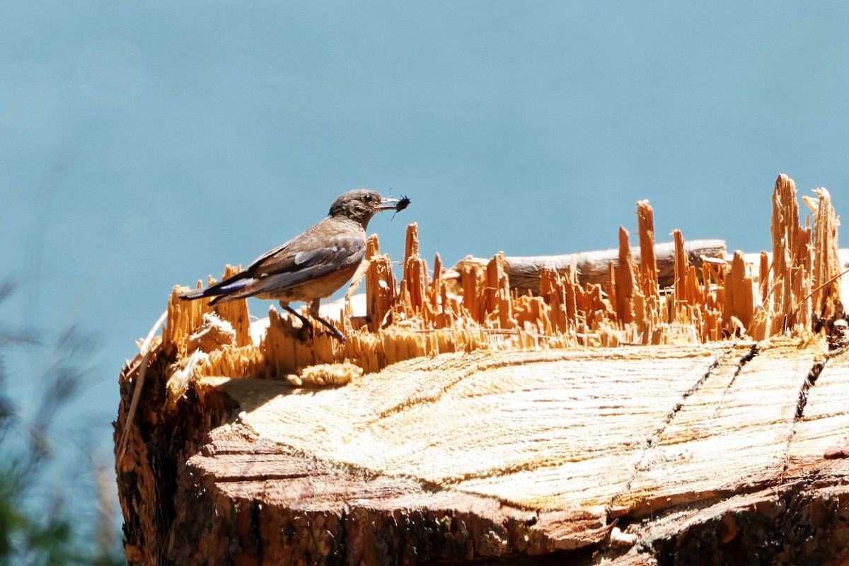 Western Bluebird - Risë Foster-Bruder