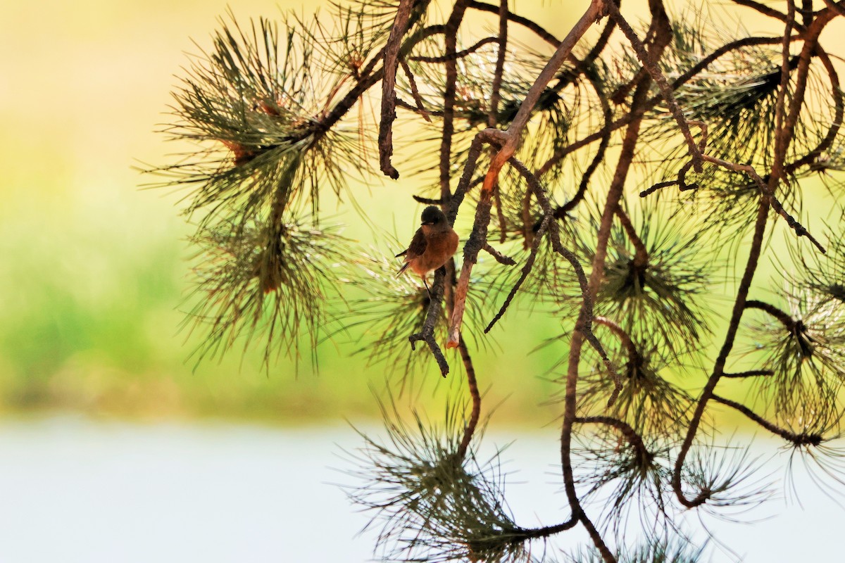 Western Bluebird - ML624560670