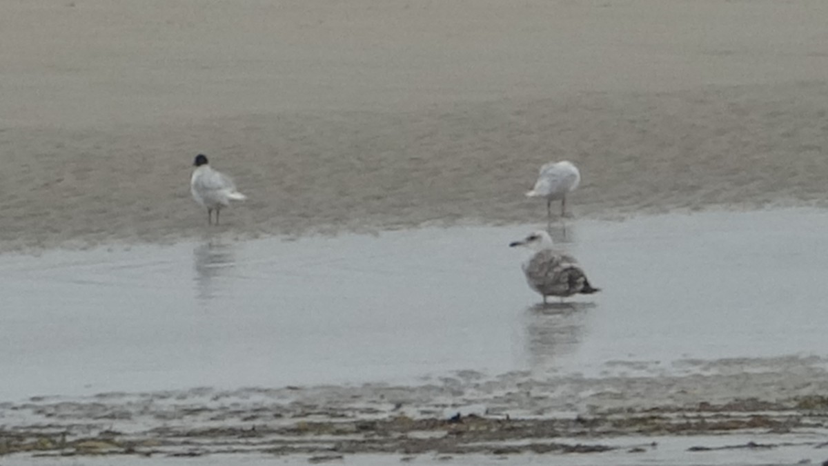 Mediterranean Gull - ML624560675