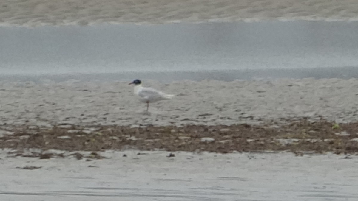 Mediterranean Gull - ML624560676