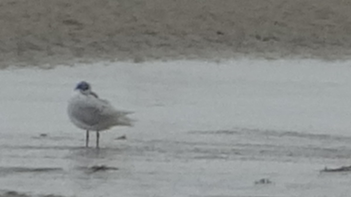 Mediterranean Gull - ML624560677