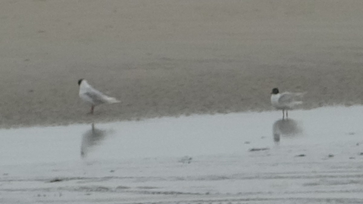 Mediterranean Gull - ML624560678