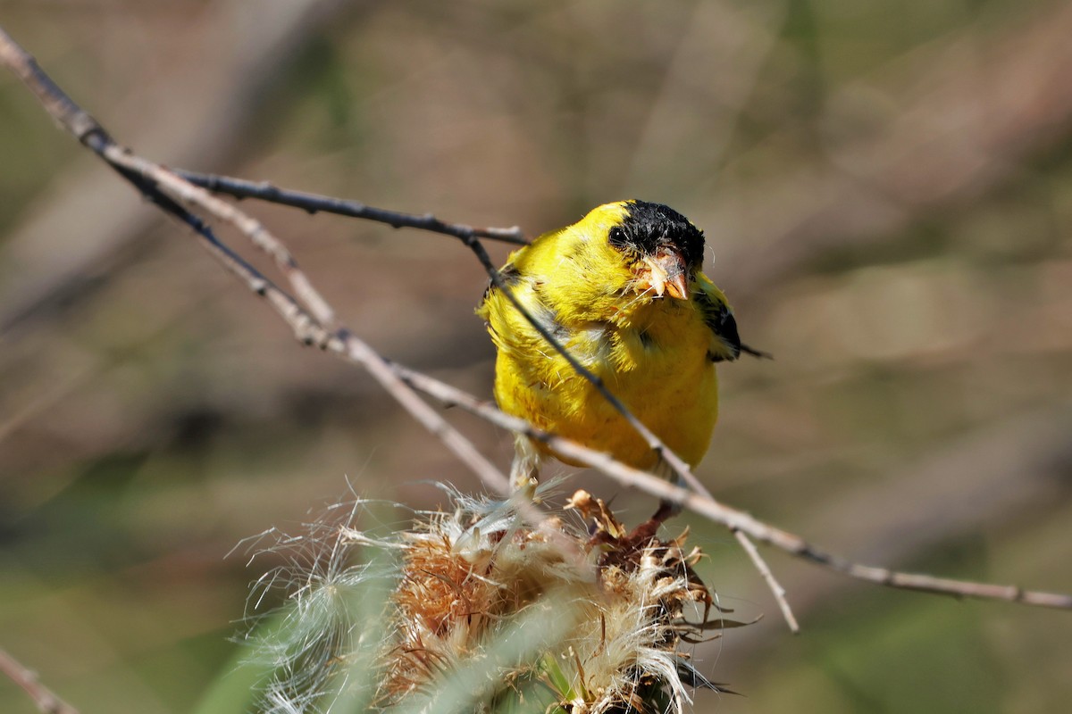 American Goldfinch - ML624560691