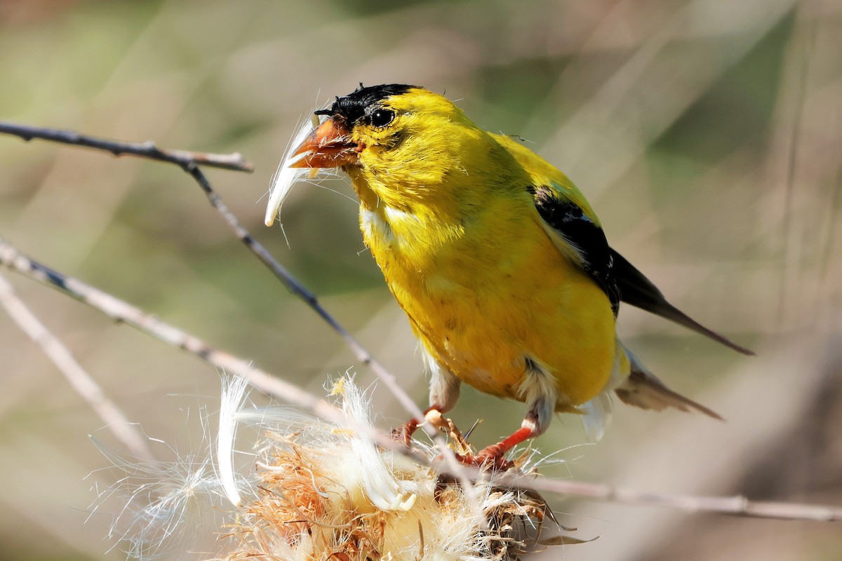 American Goldfinch - ML624560692