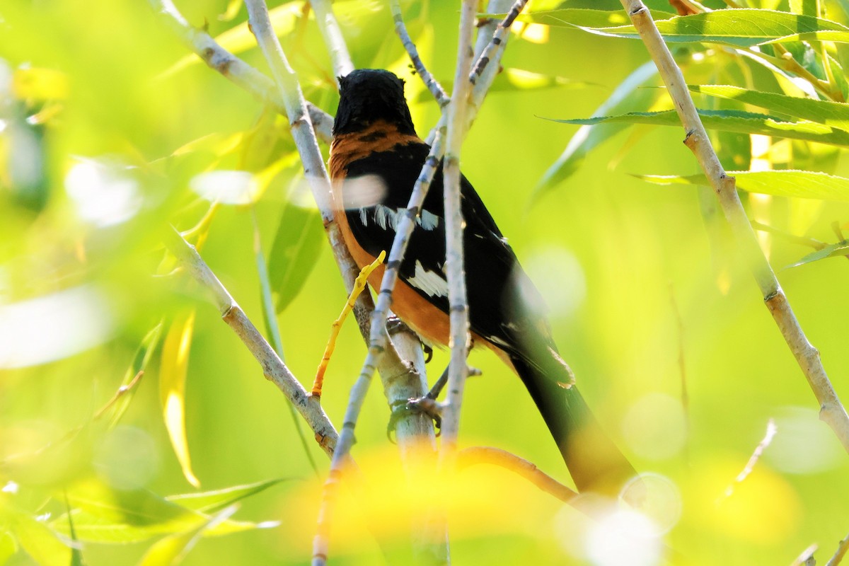 Black-headed Grosbeak - ML624560727