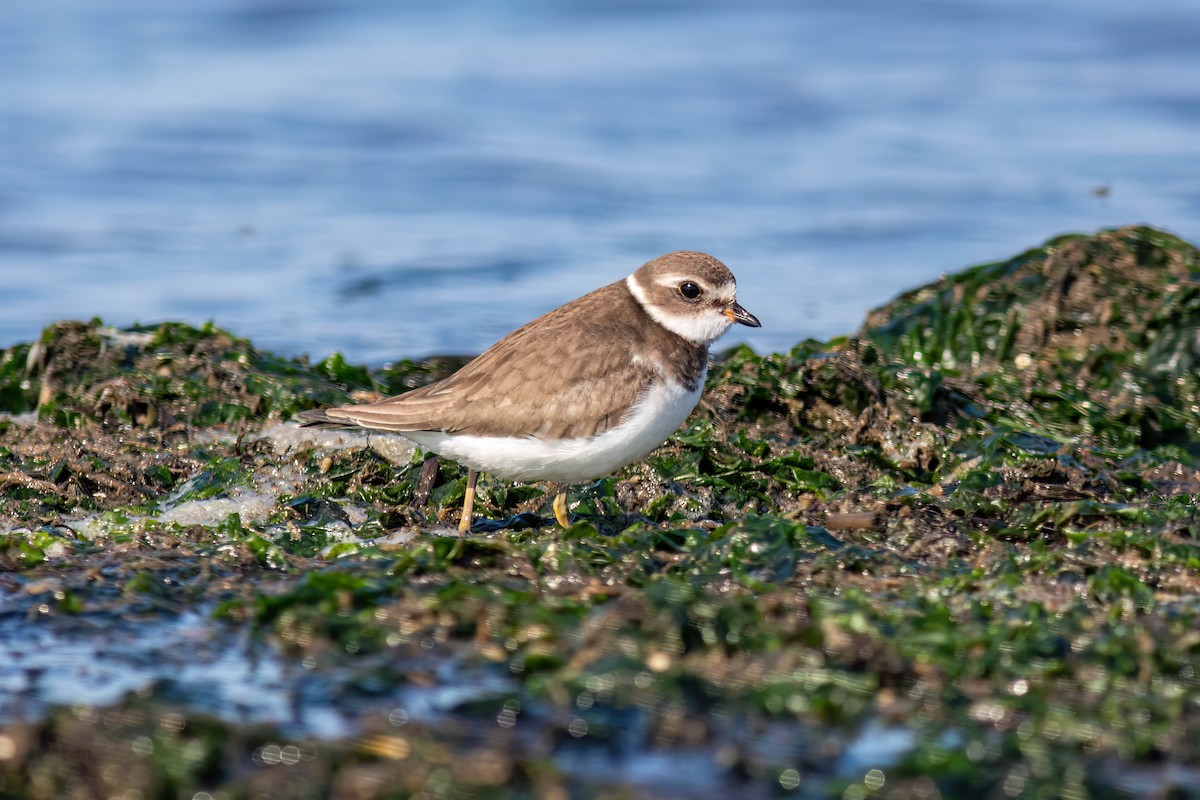 Semipalmated Plover - ML624560735