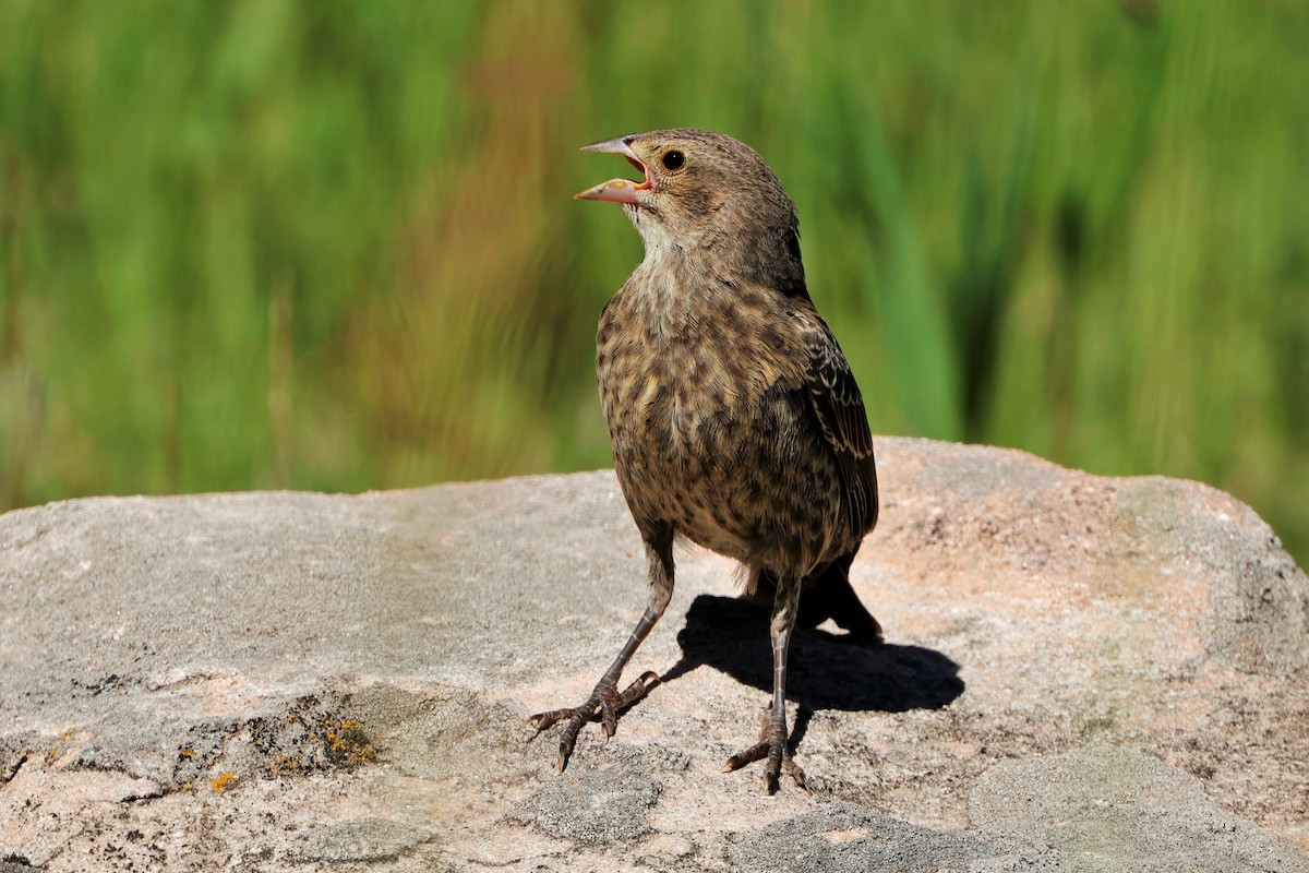 Brown-headed Cowbird - ML624560739