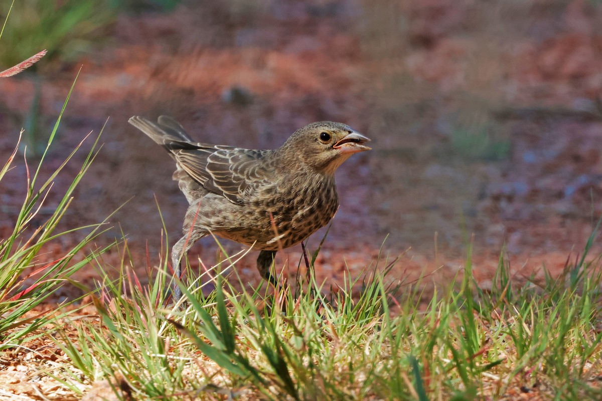 Brown-headed Cowbird - ML624560740