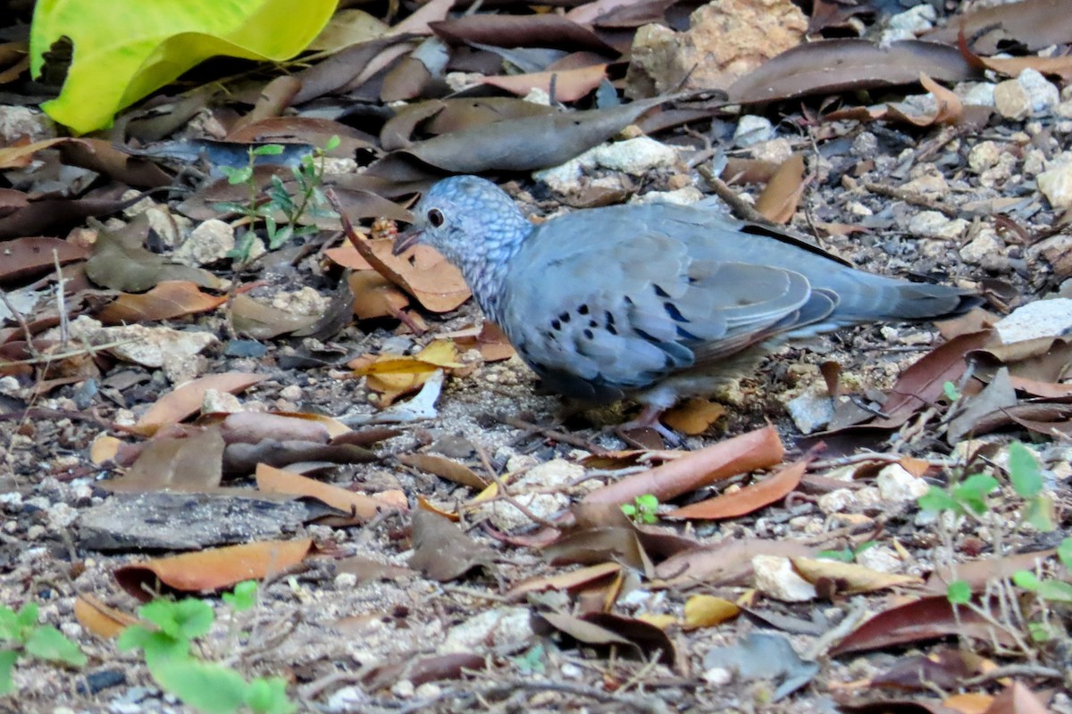 Common Ground Dove - ML624560746
