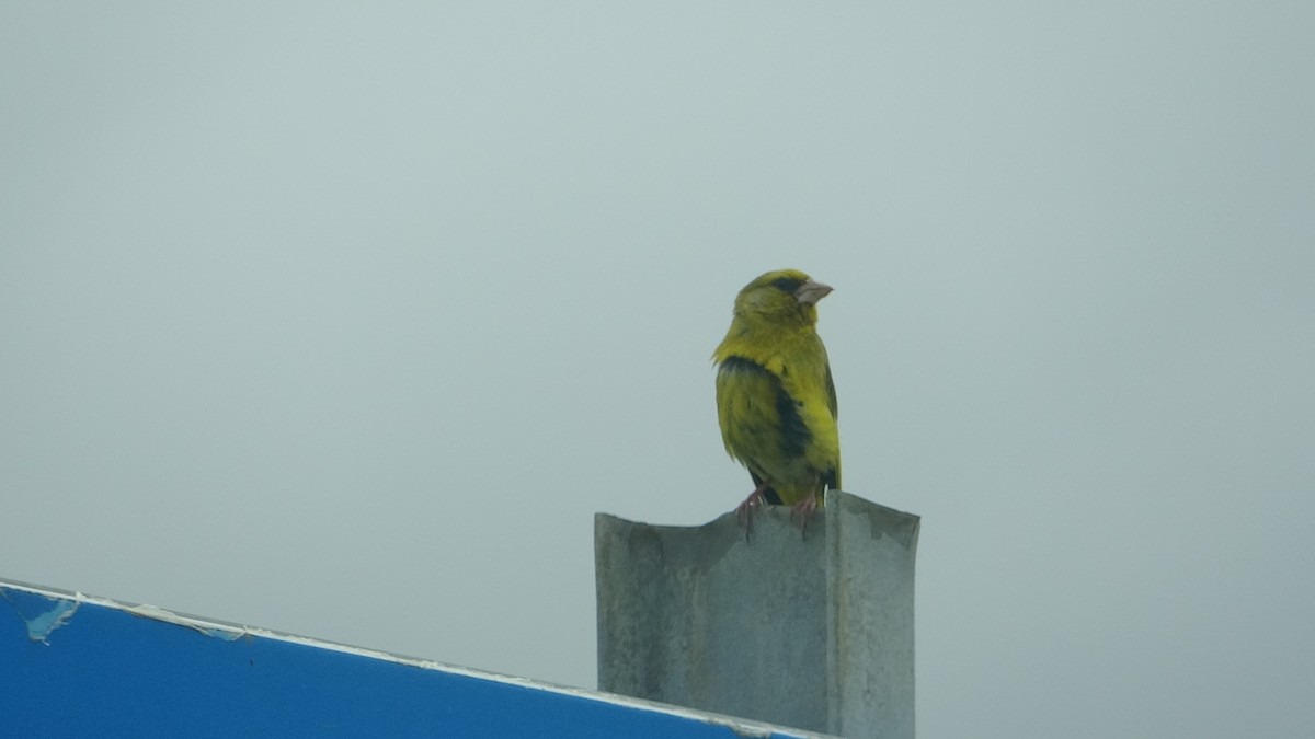 European Greenfinch - ML624560755