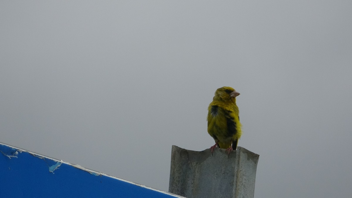 European Greenfinch - ML624560756