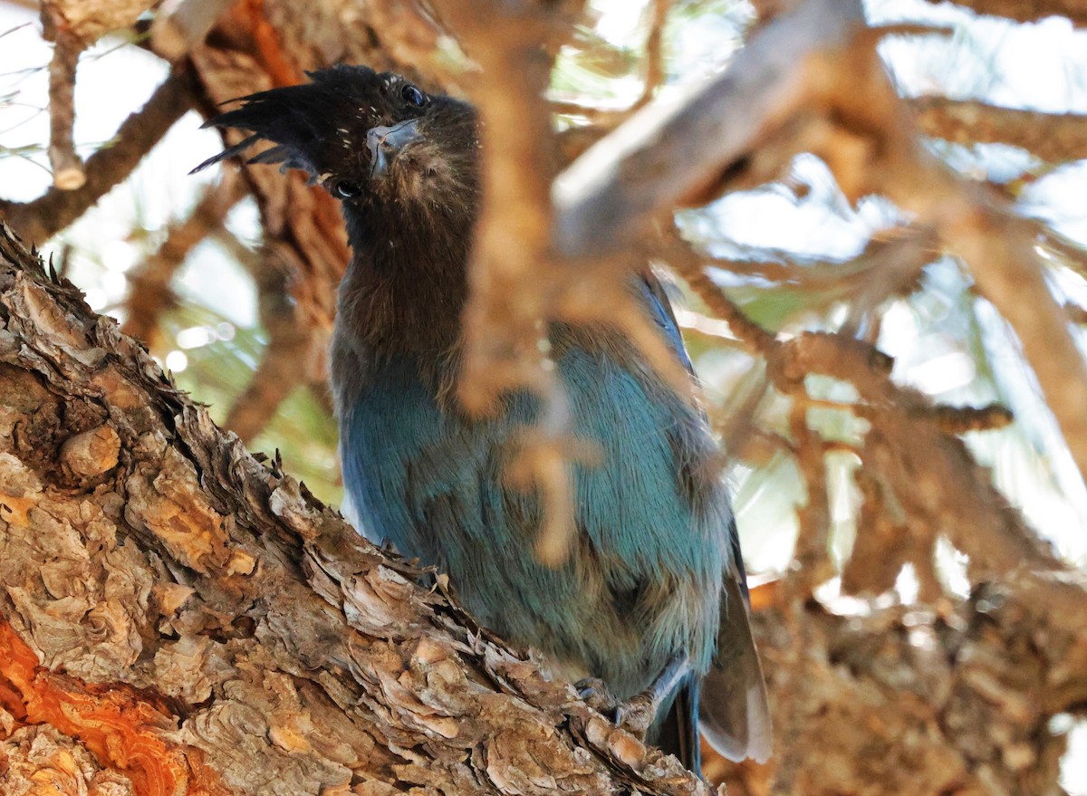 Steller's Jay - ML624560765