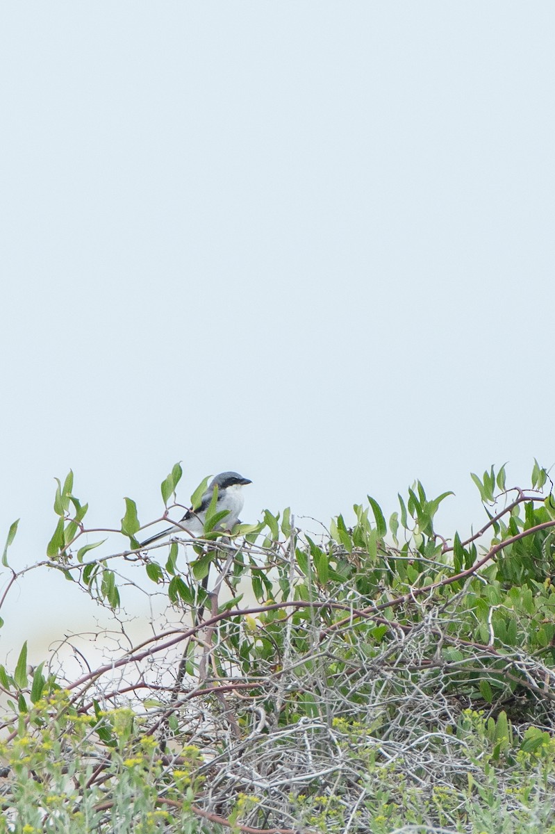 Loggerhead Shrike - ML624560770