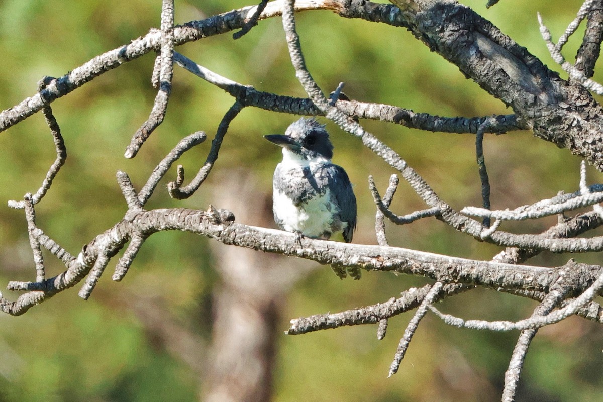 Belted Kingfisher - ML624560781